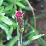 Dianthus deltoides Žiedas