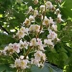Aesculus hippocastanum Flor