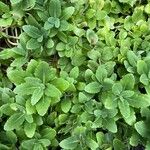 Sedum telephium Leaf