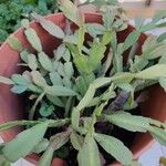 Schlumbergera bridgesii Fulla