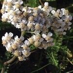 Achillea millefoliumКвітка