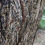 Cotoneaster frigidus Bark