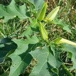 Datura ferox Leaf