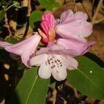 Rhododendron oreodoxa Flower