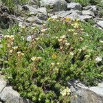 Saxifraga muscoides Mosusu