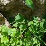 Campanula garganica Hoja