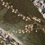 Teucrium scorodonia Frucht