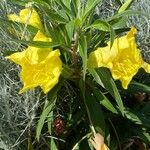 Oenothera macrocarpa Flor