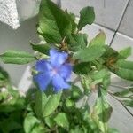 Ceratostigma plumbaginoidesKvet