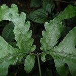 Tectaria angelicifolia Leaf