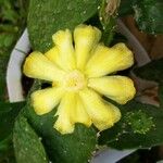 Brasiliopuntia brasiliensis Virág