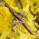 Forsythia intermedia Ŝelo