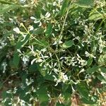 Euphorbia gramineaFlower