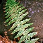 Dryopteris tyrrhena अन्य