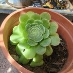 Aeonium tabulaeforme Levél