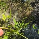 Clematis ligusticifolia Hoja