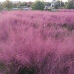 Muhlenbergia capillaris Virág