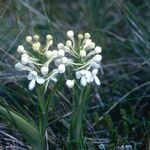 Platanthera blephariglottis Blomst
