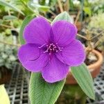 Tibouchina urvilleana Flor