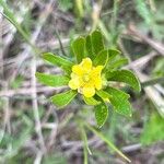 Ranunculus inamoenus 花