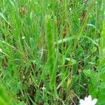 Hordeum pusillum Feuille