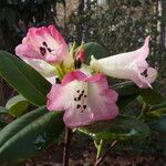 Rhododendron stewartianum Fiore