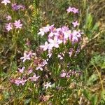 Centaurium erythraea Kwiat