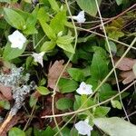 Vinca difformisBlomst