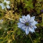 Nigella damascenaЦвят