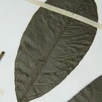 Neea floribunda Other