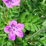 Erodium carvifolium