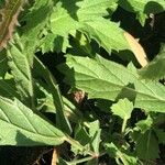 Verbena rigida Leaf