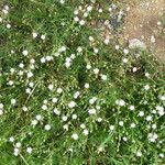 Spergularia rupicola Blomma