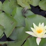 Nymphaea odorata Облик