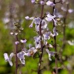 Plectranthus ernstii