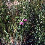 Dianthus armeria Habitus