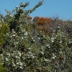 Leptospermum laevigatum Fula
