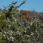 Leptospermum laevigatum പുഷ്പം