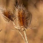 Dipsacus fullonum Плод