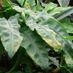 Dracunculus vulgaris Folha