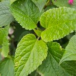 Salvia involucrata Hoja