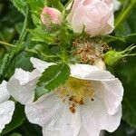 Rosa corymbifera Flower