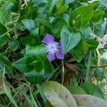 Vinca majorFlor