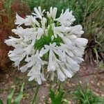 Agapanthus africanusŽiedas