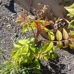 Ailanthus altissima Dalc'h