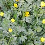 Ranunculus bulbosus Агульны выгляд