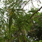 Prosopis juliflora Leaf