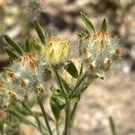 Anthyllis cornicina 花