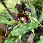 Prosthechea cochleata Fleur