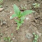 Tinantia erecta Blatt